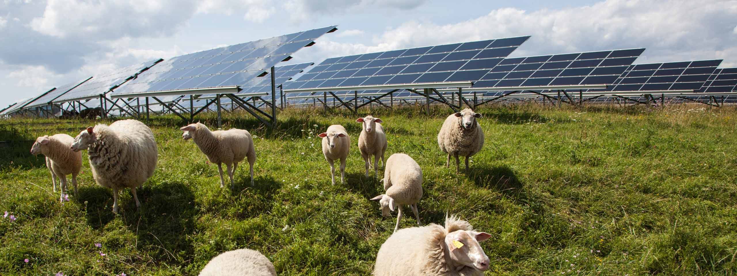 RWE withdraws Wrexham solar storage proposal