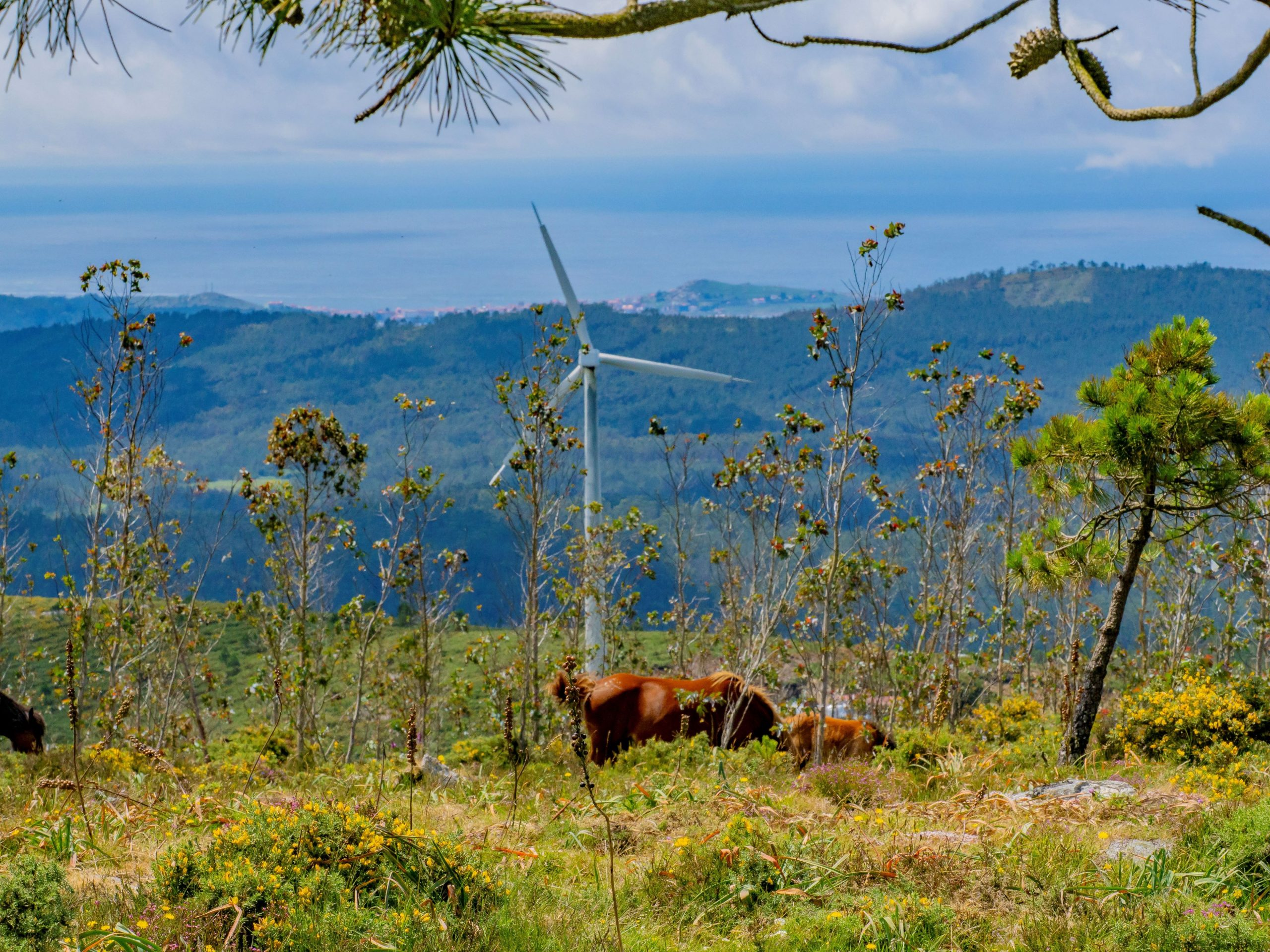 Naturgy launches €330m wind repowering programme
